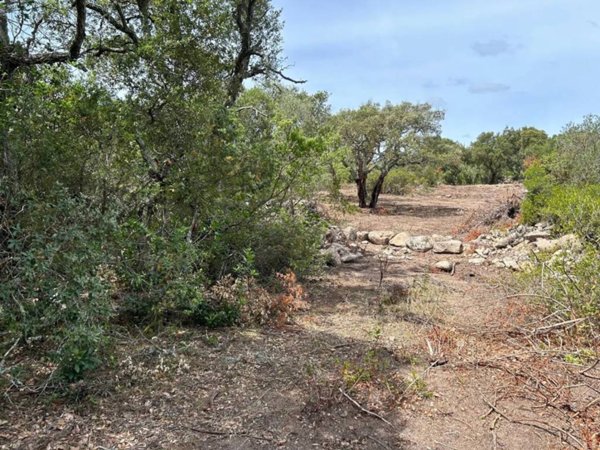 terreno agricolo in vendita a Telti