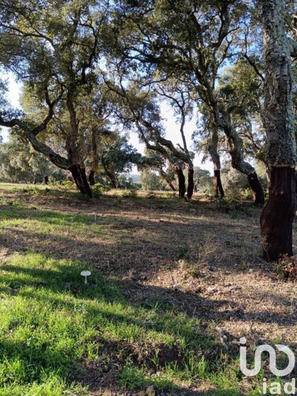 terreno agricolo in vendita a Telti