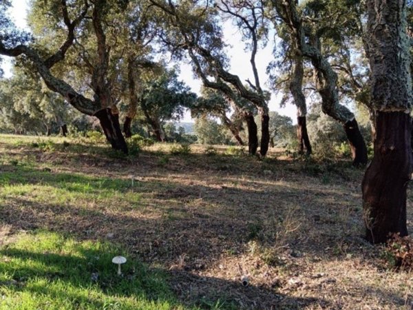 terreno agricolo in vendita a Telti