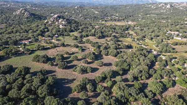 terreno agricolo in vendita a Telti