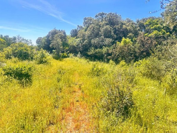 terreno agricolo in vendita a Telti