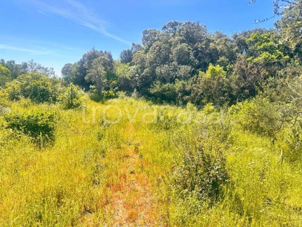 terreno agricolo in vendita a Telti