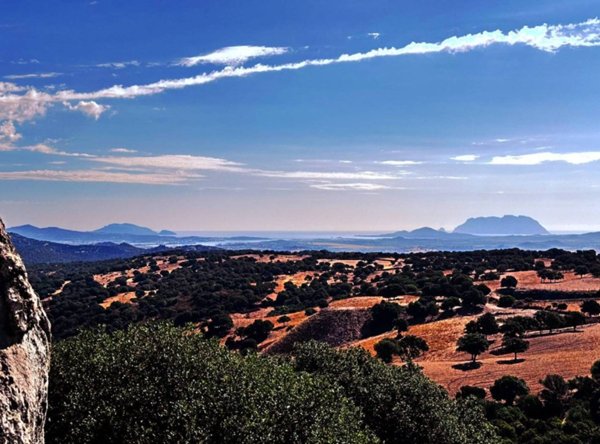 terreno agricolo in vendita a Telti