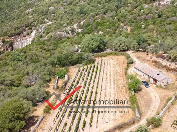 terreno agricolo in vendita a Telti