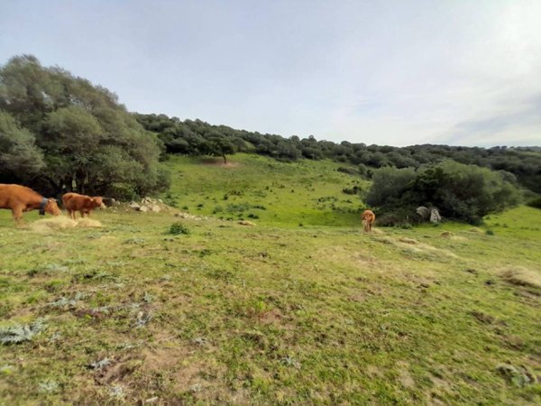 terreno agricolo in vendita a Telti