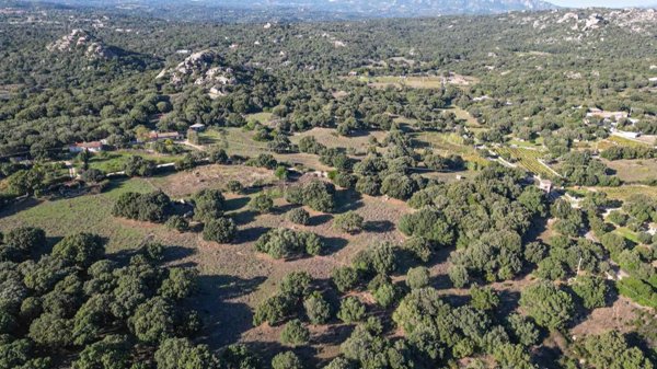 terreno agricolo in vendita a Telti