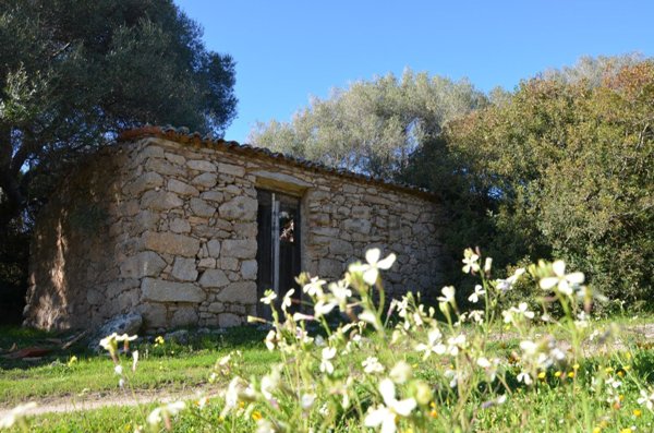 terreno agricolo in vendita a Telti