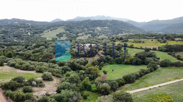 terreno agricolo in vendita a Telti