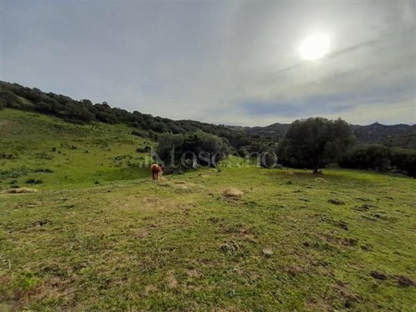 terreno agricolo in vendita a Telti