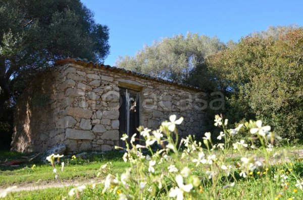 azienda agricola in vendita a Telti