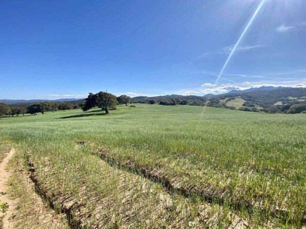 appartamento in vendita a Telti