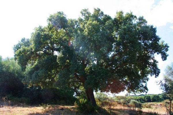 casa indipendente in vendita a Telti