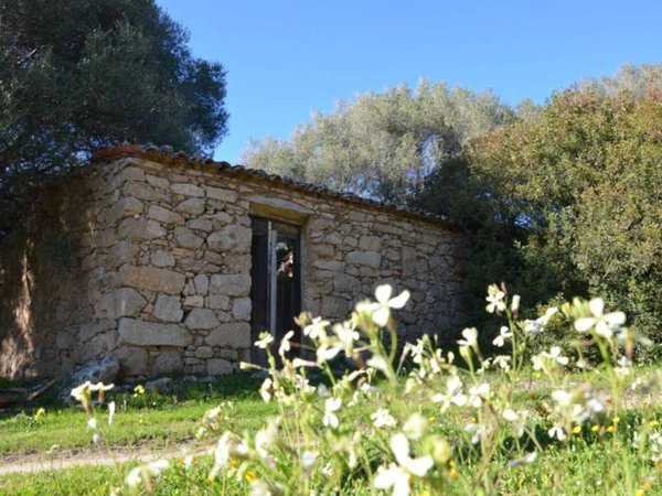 terreno agricolo in vendita a Telti