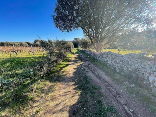 terreno agricolo in vendita a Telti