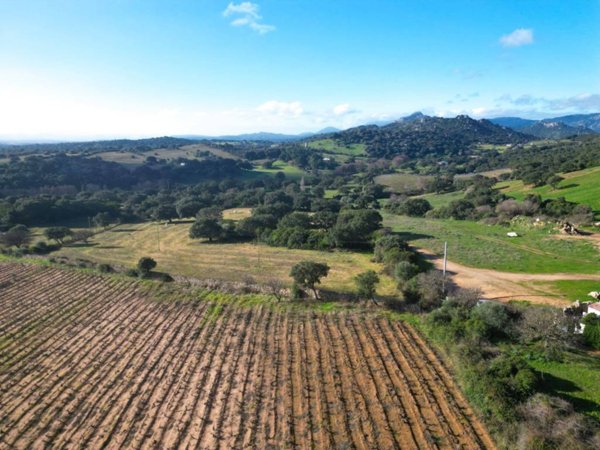 terreno agricolo in vendita a Telti