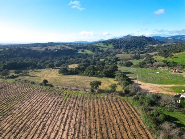 terreno agricolo in vendita a Telti