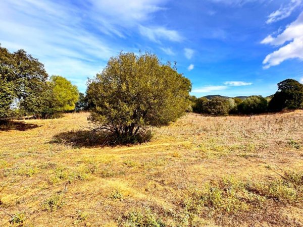 terreno agricolo in vendita a Loiri Porto San Paolo in zona Trudda