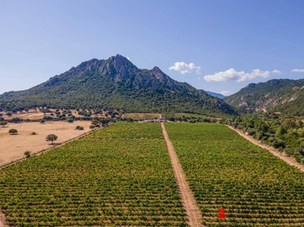 azienda agricola in vendita a Loiri Porto San Paolo