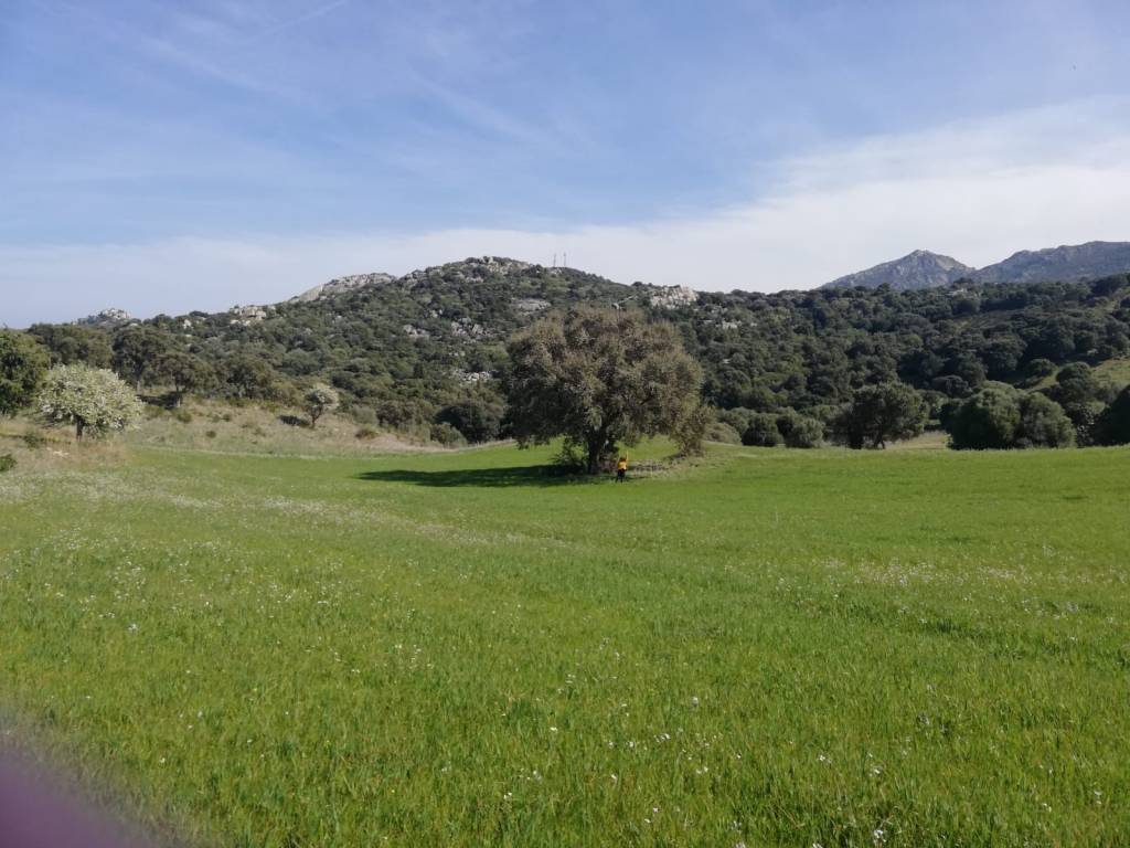 terreno agricolo in vendita a Loiri Porto San Paolo