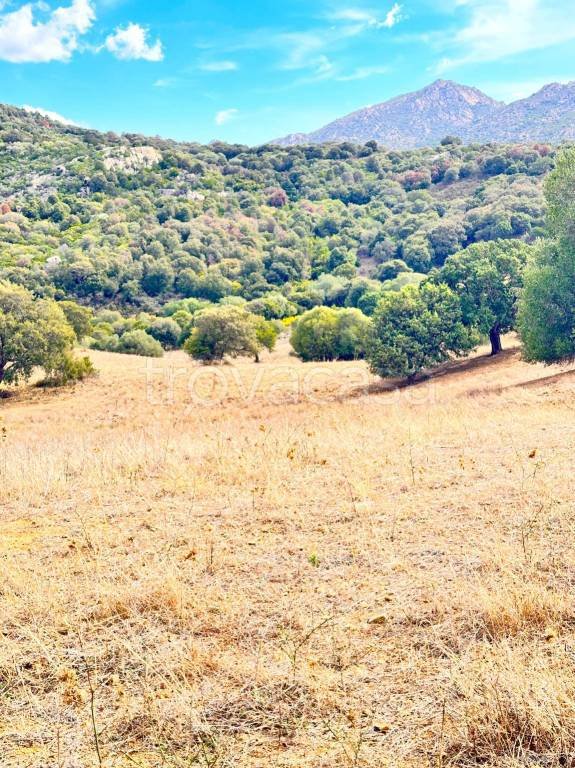 terreno agricolo in vendita a Loiri Porto San Paolo