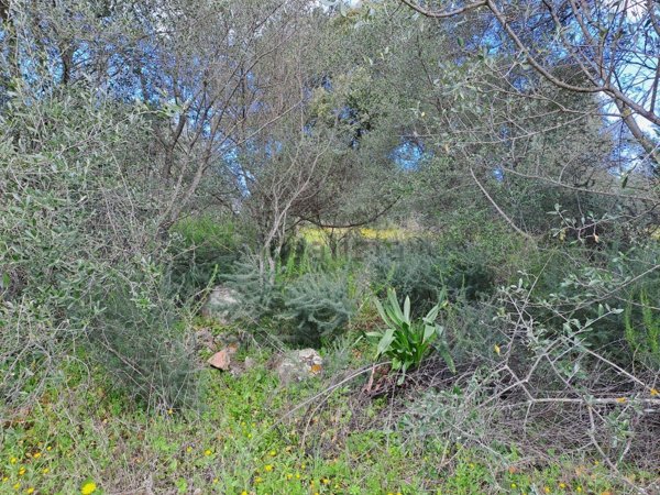 terreno edificabile in vendita a Loiri Porto San Paolo