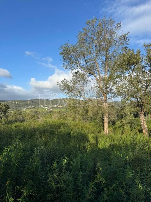 terreno agricolo in vendita a Loiri Porto San Paolo