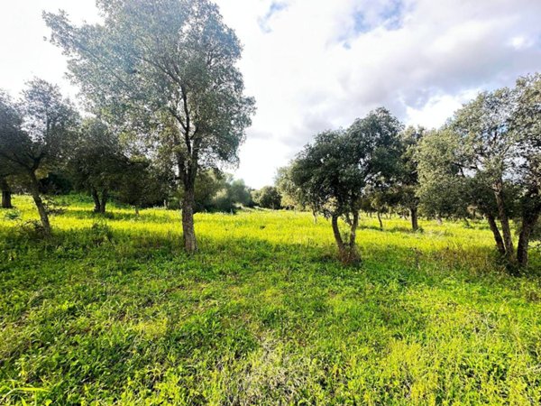 terreno agricolo in vendita a Loiri Porto San Paolo in zona Trudda