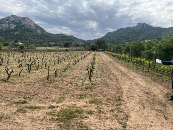 terreno agricolo in vendita a Loiri Porto San Paolo