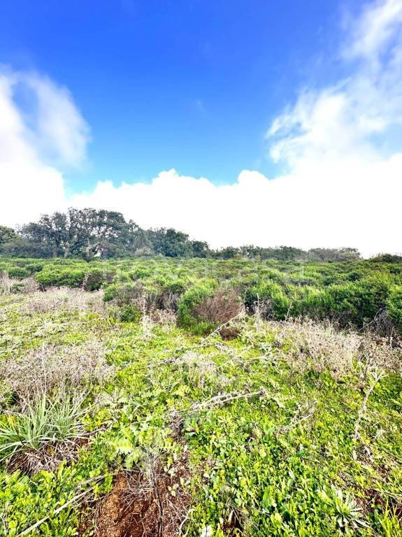 terreno agricolo in vendita a Sant'Antonio di Gallura