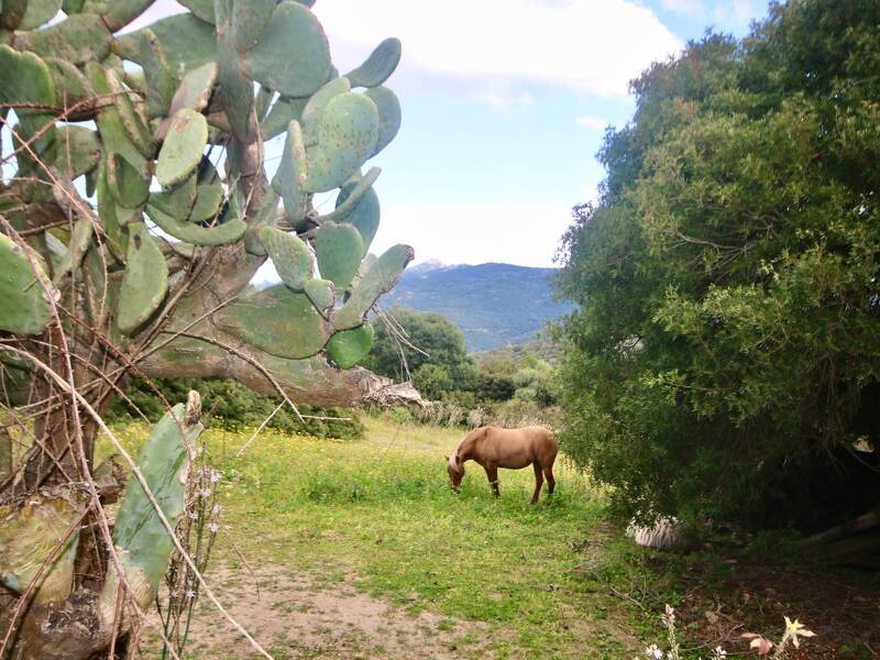 casa indipendente in vendita a Sant'Antonio di Gallura