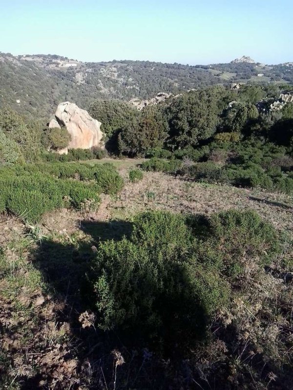 terreno agricolo in vendita a Sant'Antonio di Gallura