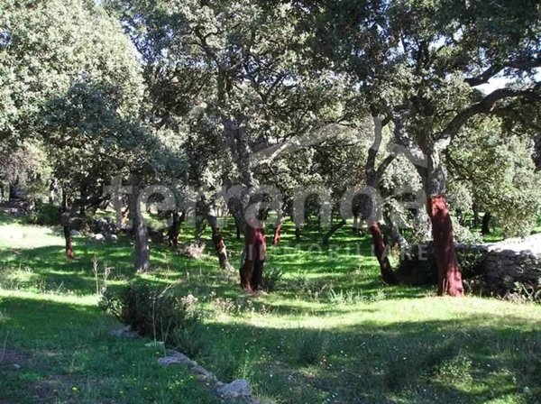 negozio in vendita a Sant'Antonio di Gallura