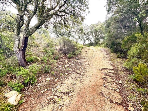 terreno agricolo in vendita a Sant'Antonio di Gallura