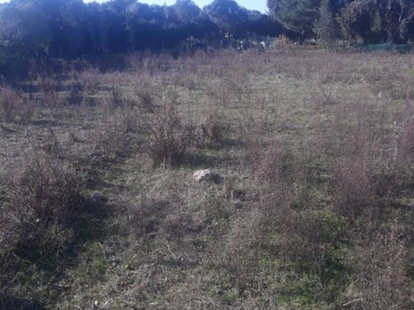 terreno agricolo in vendita a Stintino