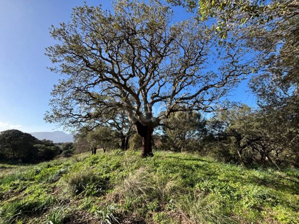 terreno agricolo in vendita a Padru