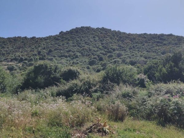 terreno agricolo in vendita a Budoni in zona Tanaunella