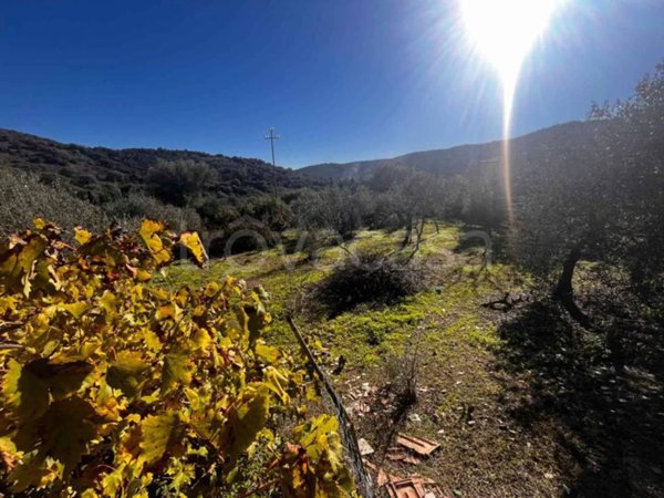 terreno agricolo in vendita a Budoni in zona San Lorenzo