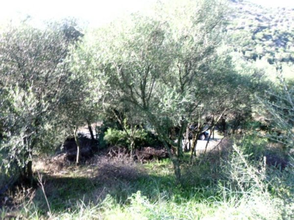 terreno agricolo in vendita a Budoni in zona Berruiles