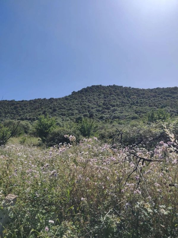 terreno agricolo in vendita a Budoni in zona Tanaunella