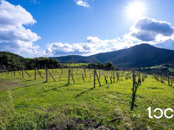 terreno agricolo in vendita a Budoni in zona Tamarispa