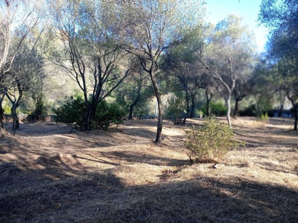 terreno agricolo in vendita a San Teodoro(SS) in zona San Teodoro centro