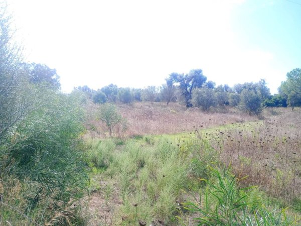 terreno agricolo in vendita a San Teodoro(SS) in zona Suaredda / La Traversa