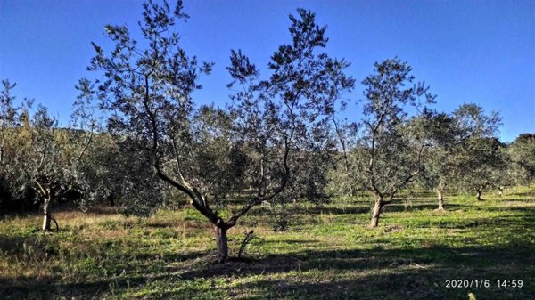 terreno agricolo in vendita a Bari Sardo