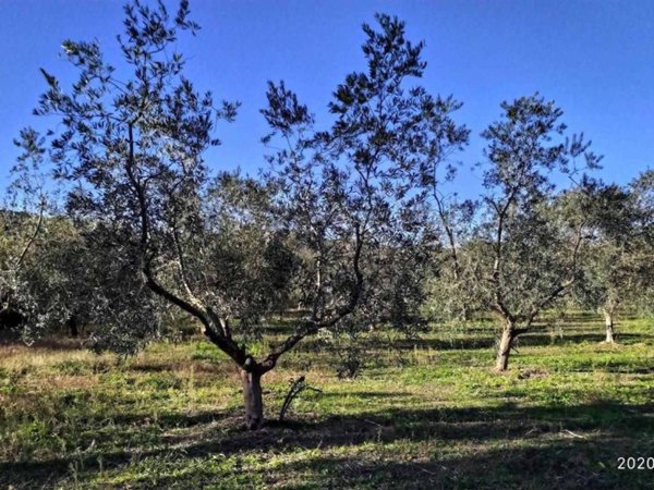 terreno agricolo in vendita a Bari Sardo