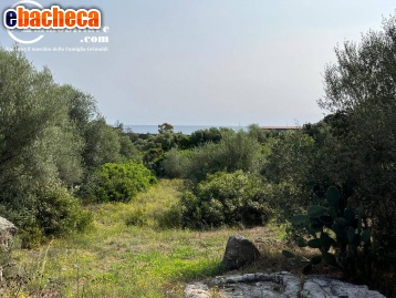 terreno agricolo in vendita a Bari Sardo