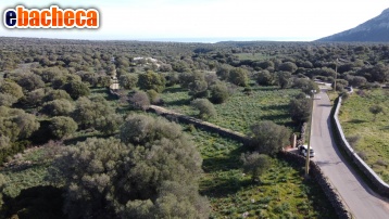 terreno agricolo in vendita a Dorgali