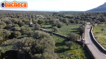 terreno agricolo in vendita a Dorgali