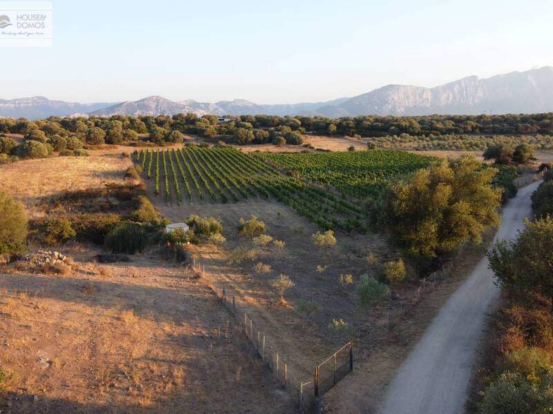 terreno agricolo in vendita a Dorgali