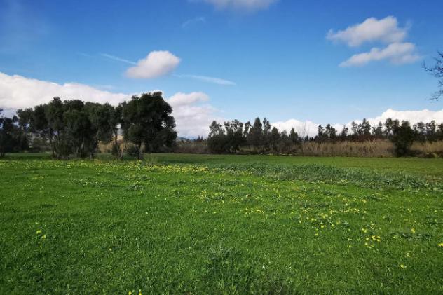 terreno agricolo in vendita a Girasole