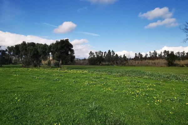 terreno agricolo in vendita a Girasole
